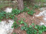 Cyclamen persicum. Вегетирующие растения. Израиль, Шфела, лес Бен Шемен. 13.01.2014.