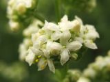 Galium boreale. Цветки. Украина, Львов, луговой склон южной экспозиции. 30 мая 2009 г.