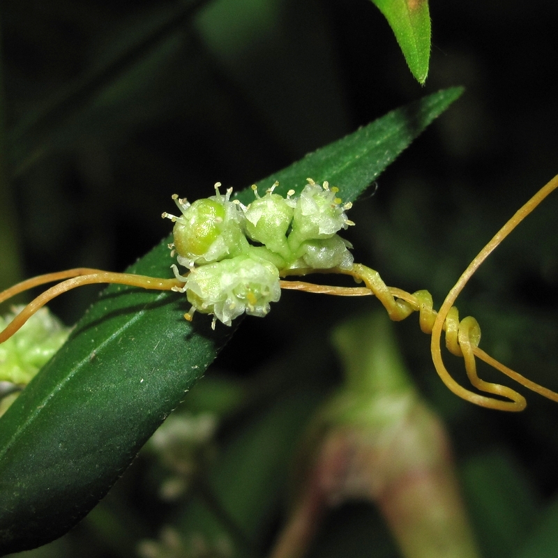 Image of Cuscuta campestris specimen.