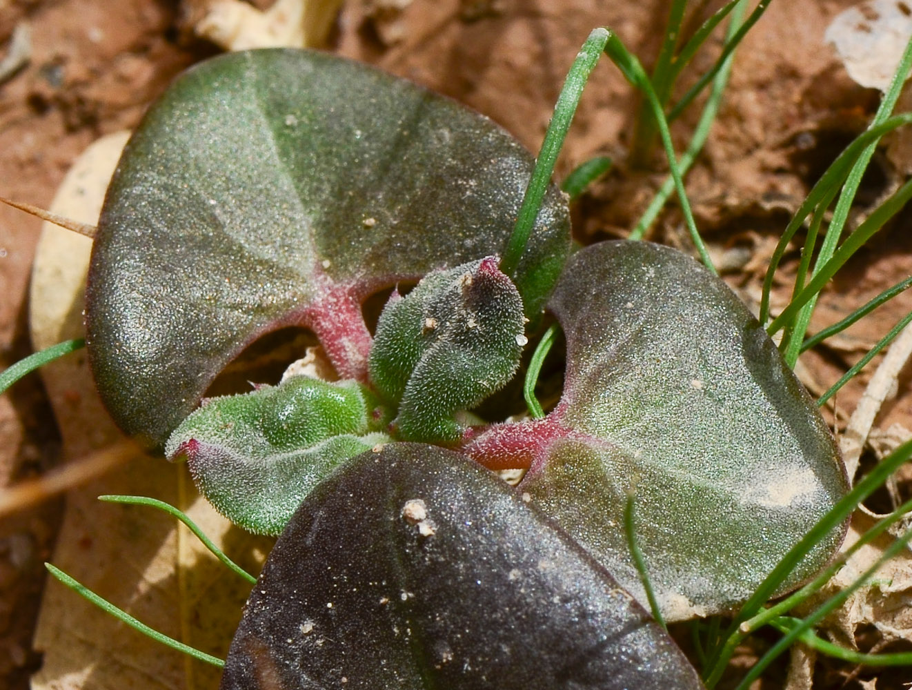 Изображение особи Blepharis attenuata.