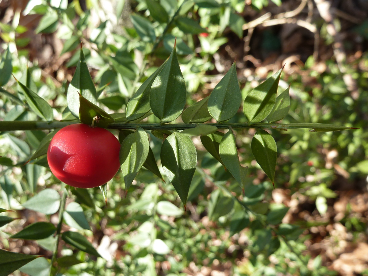 Изображение особи Ruscus aculeatus.