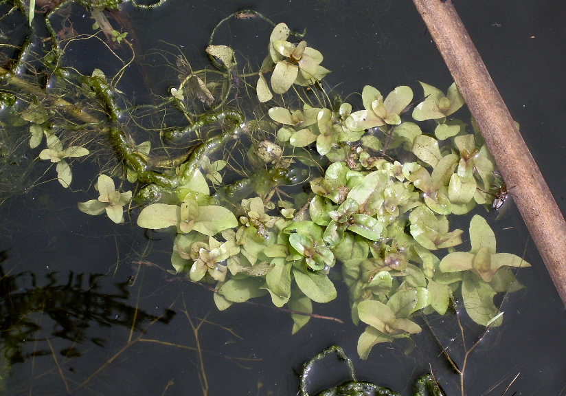 Image of Veronica anagallis-aquatica specimen.