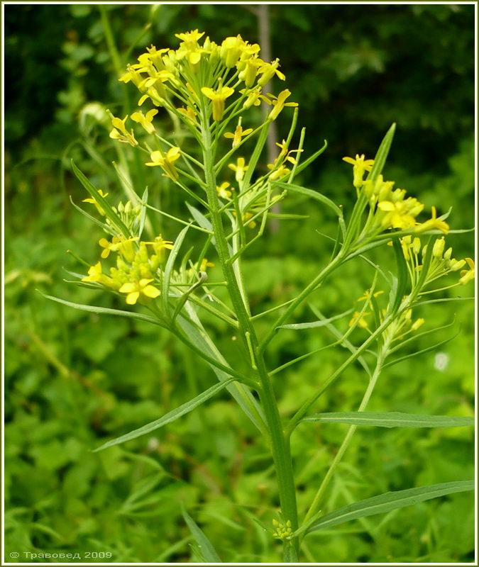 Image of Erysimum cheiranthoides specimen.