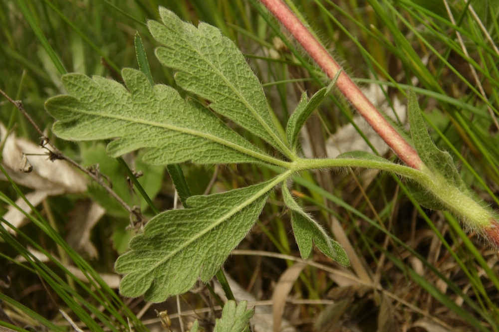 Изображение особи Potentilla recta ssp. pilosa.