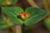 Euphorbia komaroviana