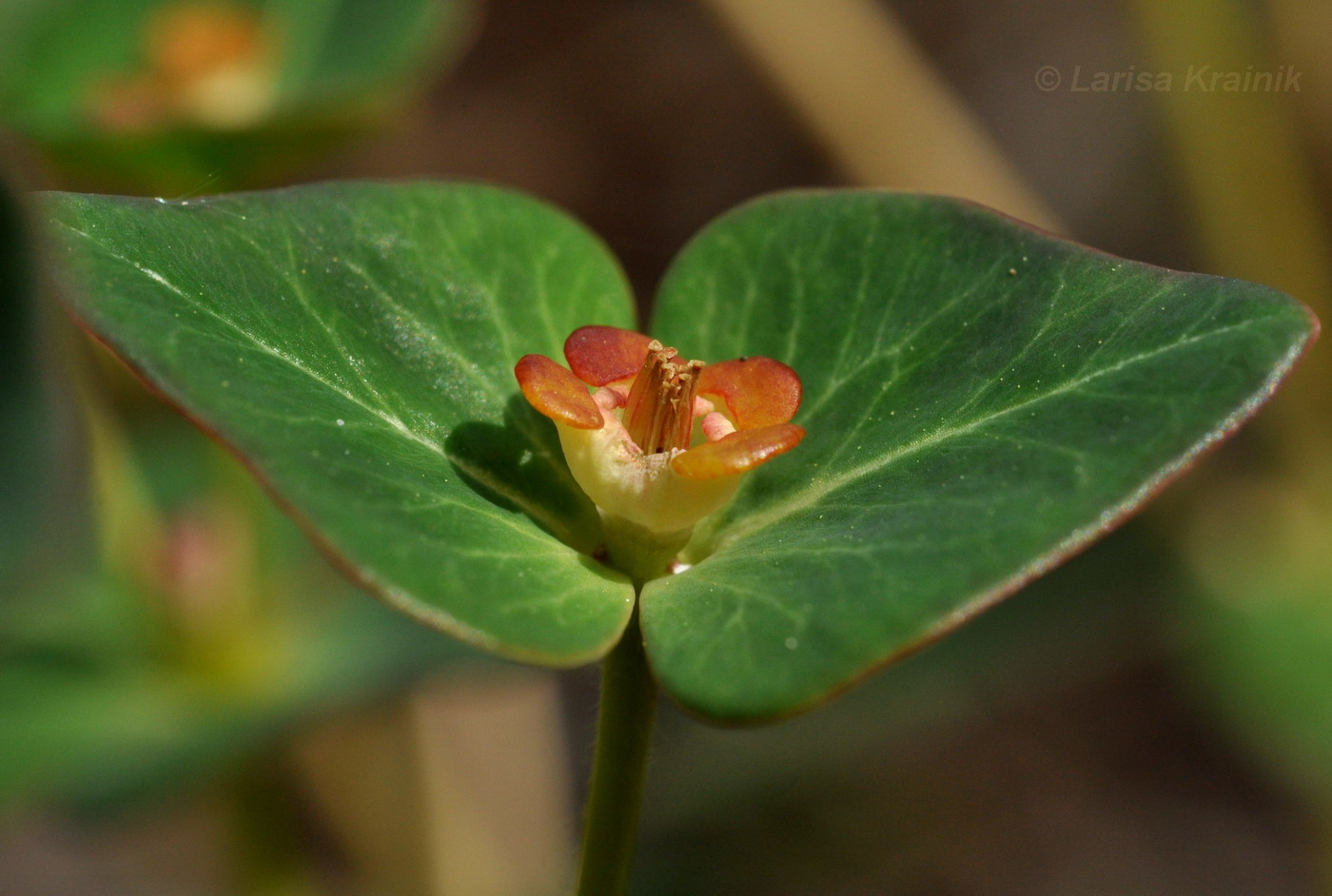 Изображение особи Euphorbia komaroviana.