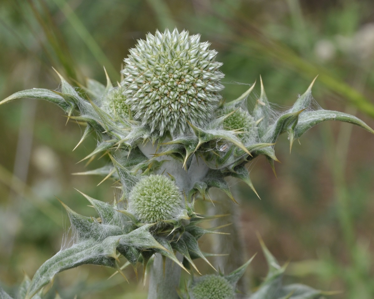 Изображение особи Echinops albidus.