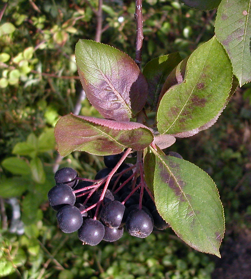 Image of &times; Sorbaronia mitschurinii specimen.