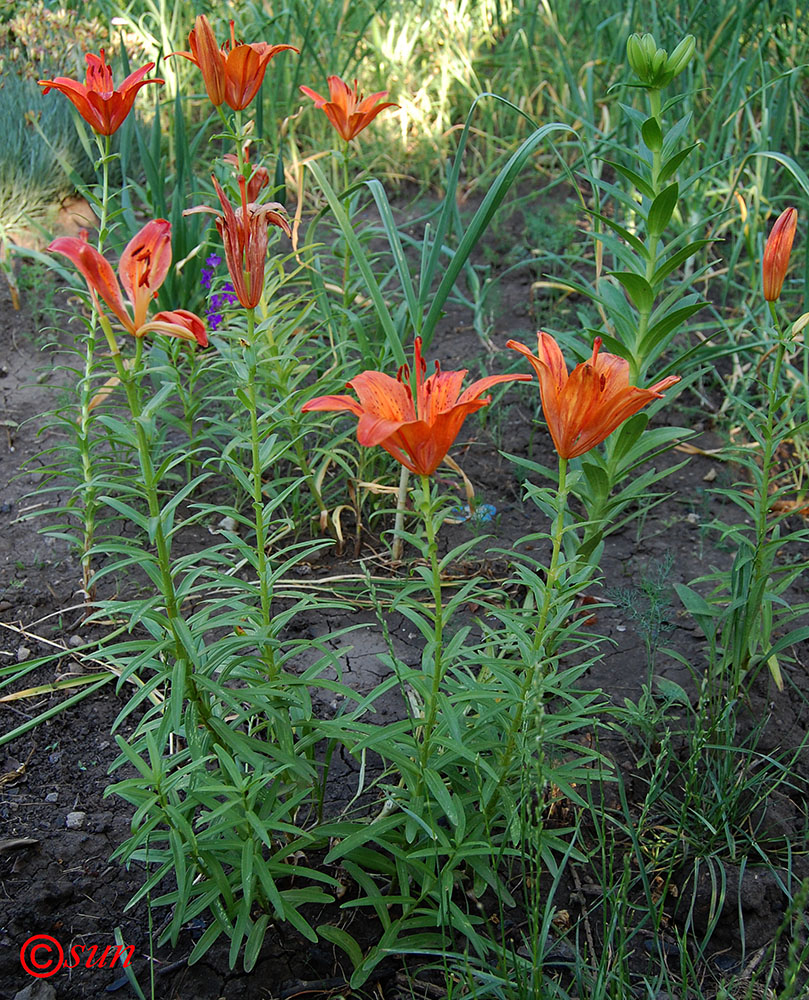 Изображение особи Lilium pensylvanicum.