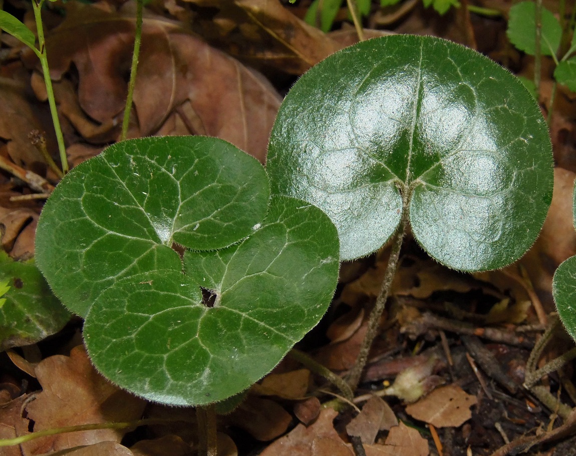 Изображение особи Asarum europaeum.