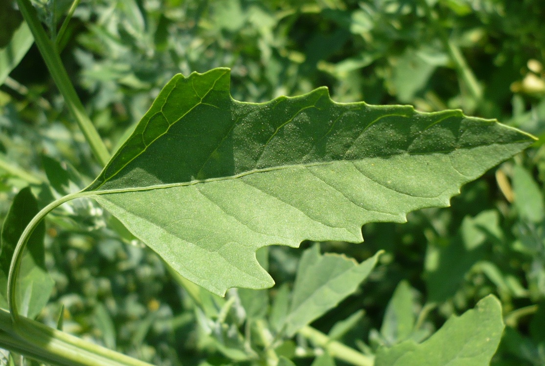 Изображение особи род Chenopodium.