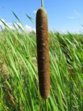 Typha angustifolia