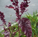 Atriplex hortensis