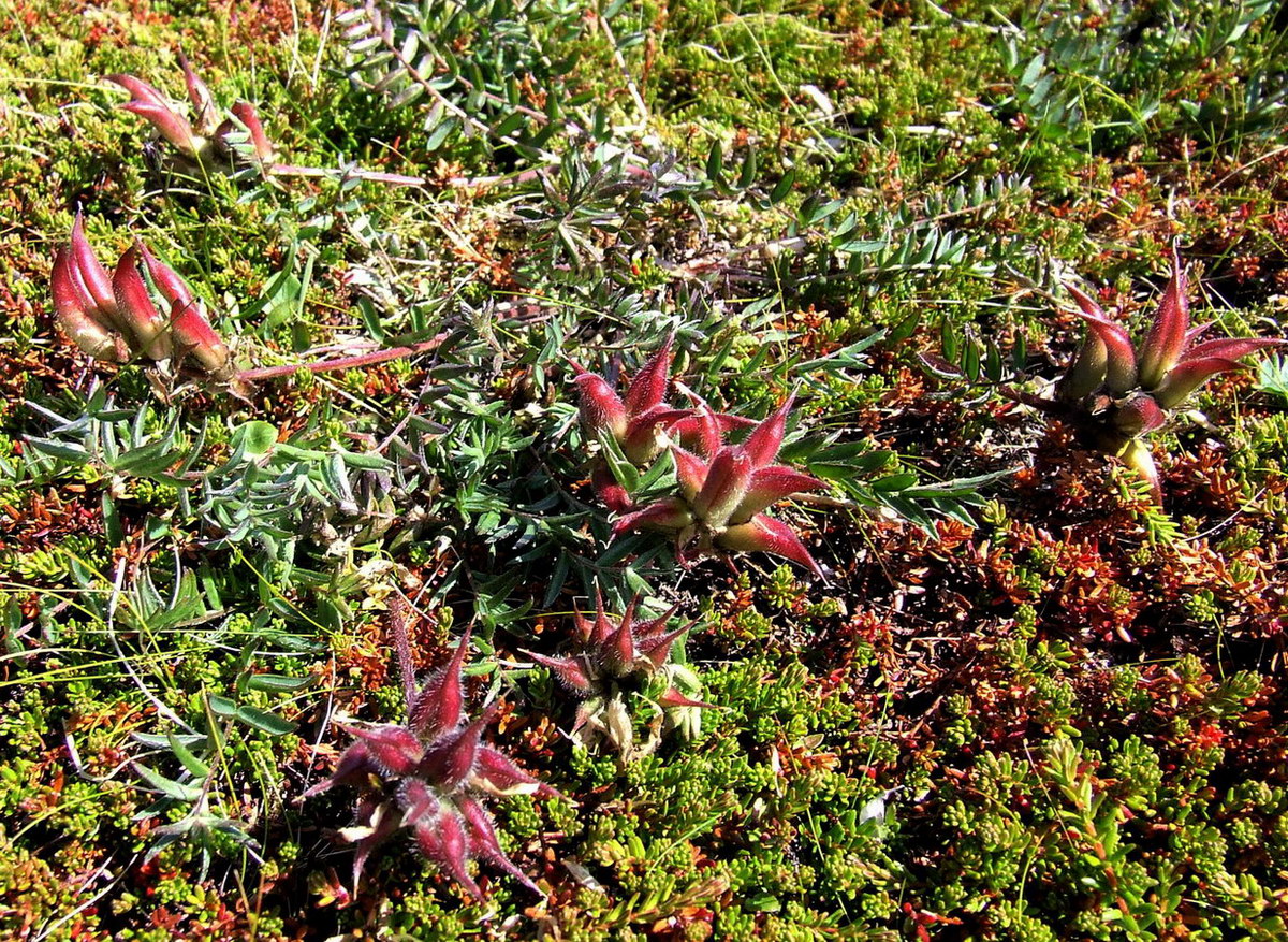 Image of Oxytropis sordida specimen.