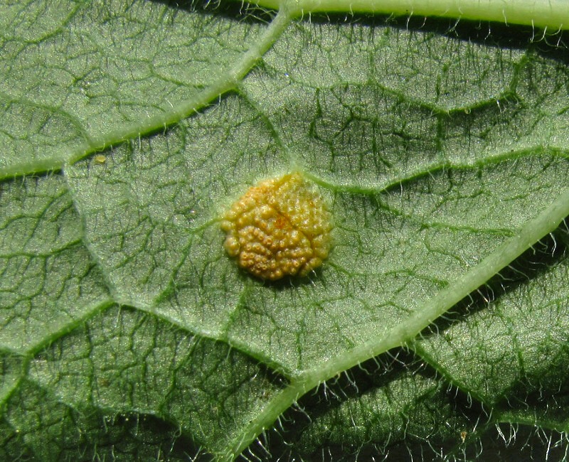 Image of Parasenecio hastatus specimen.