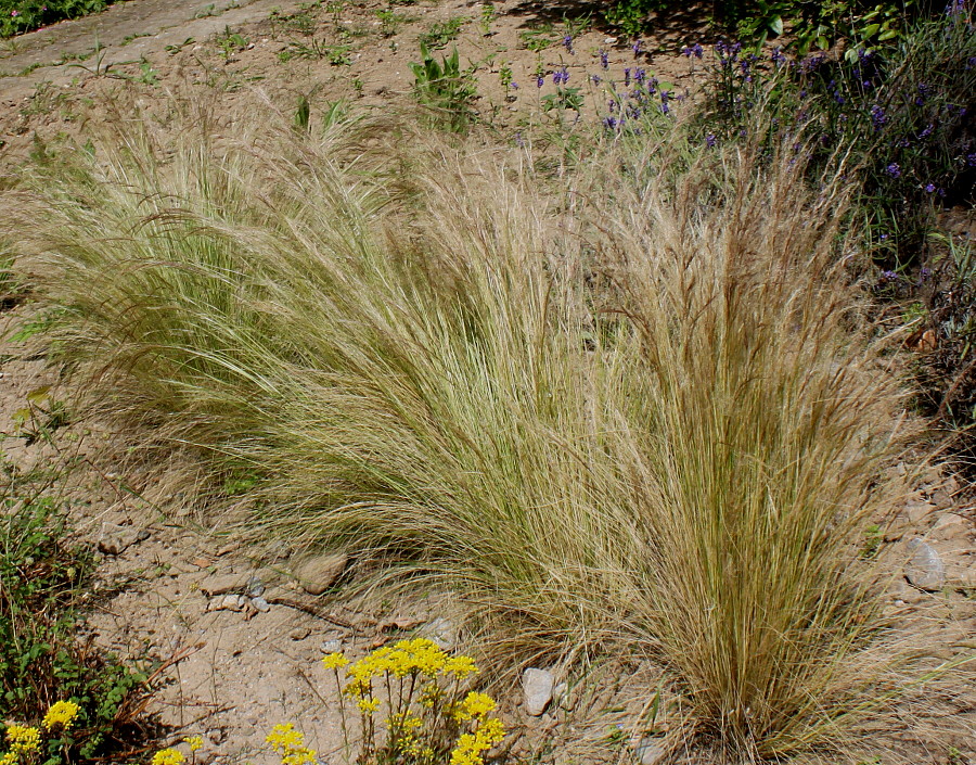 Image of Nassella tenuissima specimen.