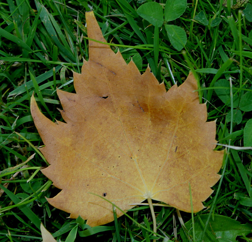 Image of Tilia mongolica specimen.