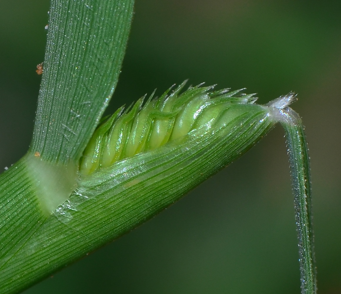 Изображение особи Dactyloctenium aegyptium.