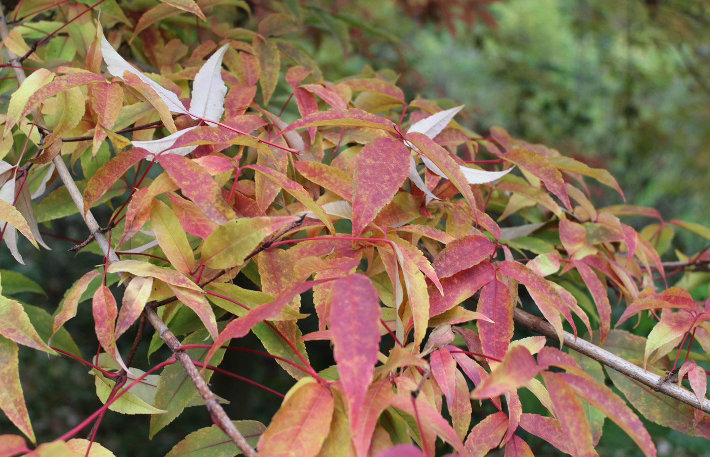 Image of Acer mandshuricum specimen.