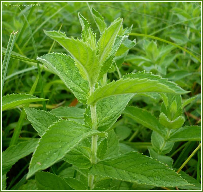 Изображение особи Mentha longifolia.