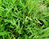 Diplotaxis tenuifolia. Листья. Италия, регион Венето, Парона ди Вальполичелла, придорожный газон. 21.07.2014.