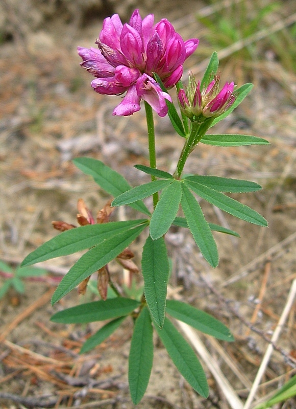 Image of Trifolium lupinaster specimen.