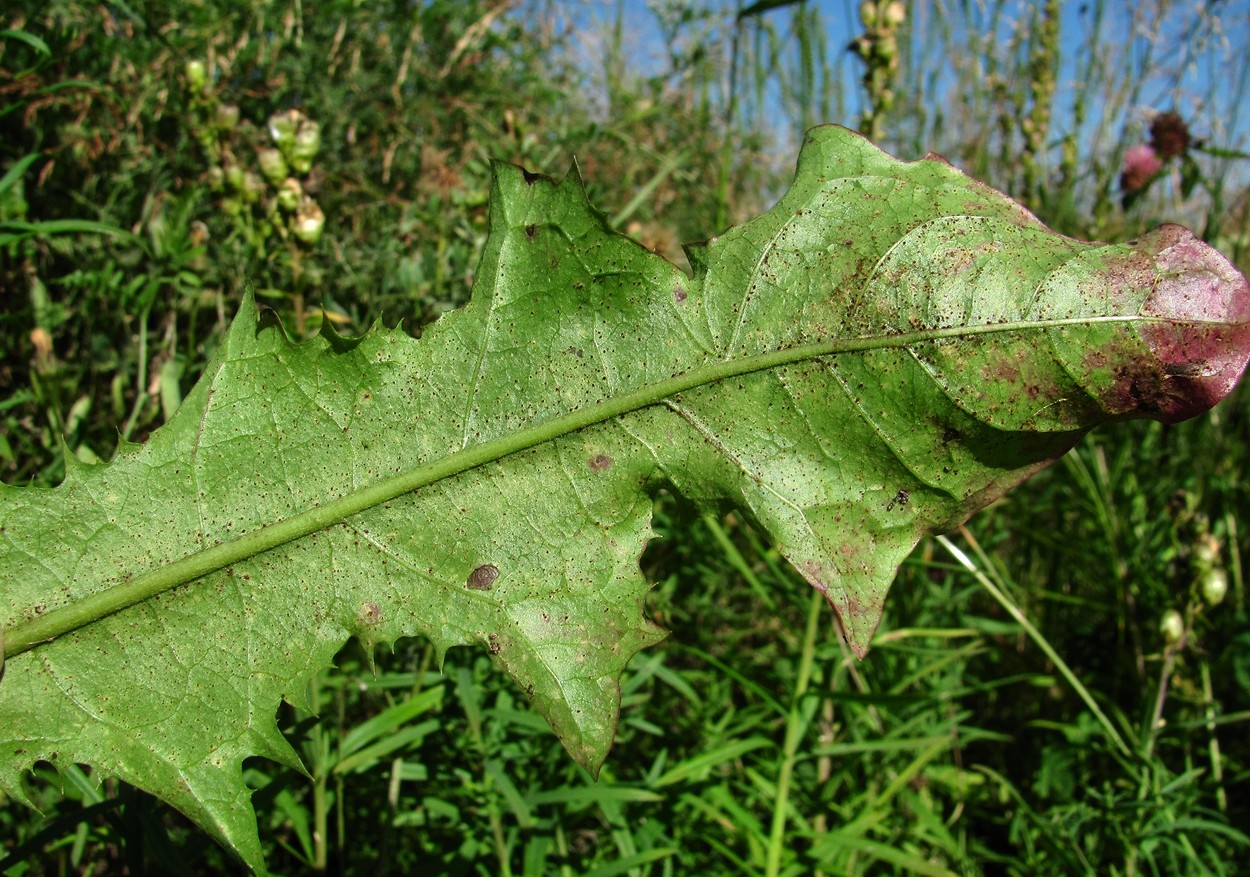 Image of Taraxacum officinale specimen.