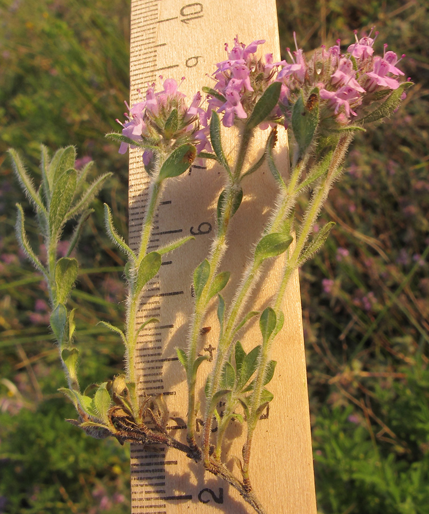 Изображение особи Thymus markhotensis.