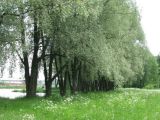 Salix alba. Взрослые деревья на берегу пруда. Санкт-Петербург, Петергоф, Английский парк. 14.06.2014.