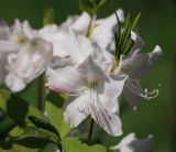 Rhododendron schlippenbachii. Верхушка побега с цветками. Москва, ботанический сад МГУ \"Аптекарский огород\". 04.05.2008.