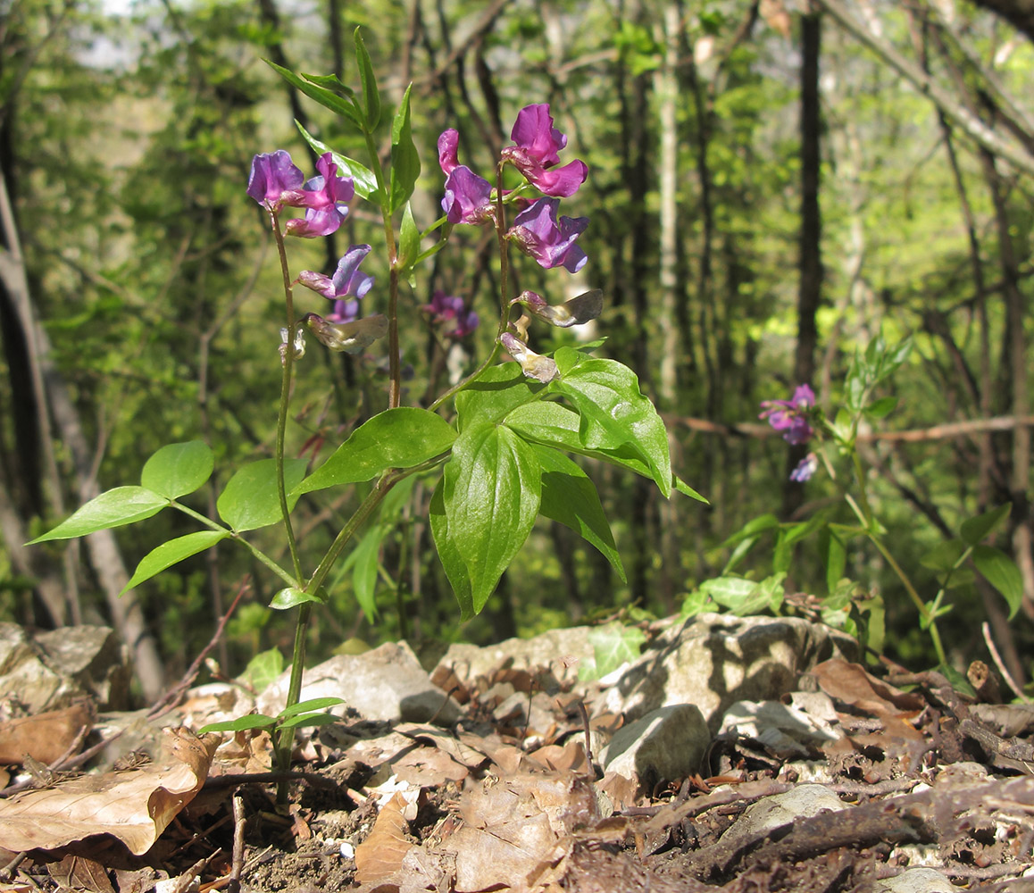 Изображение особи Lathyrus vernus.