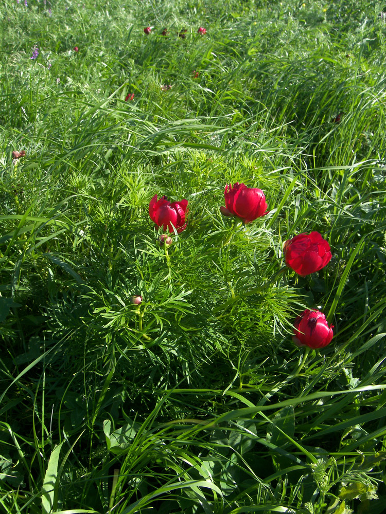 Изображение особи Paeonia biebersteiniana.