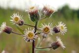 Erigeron acris