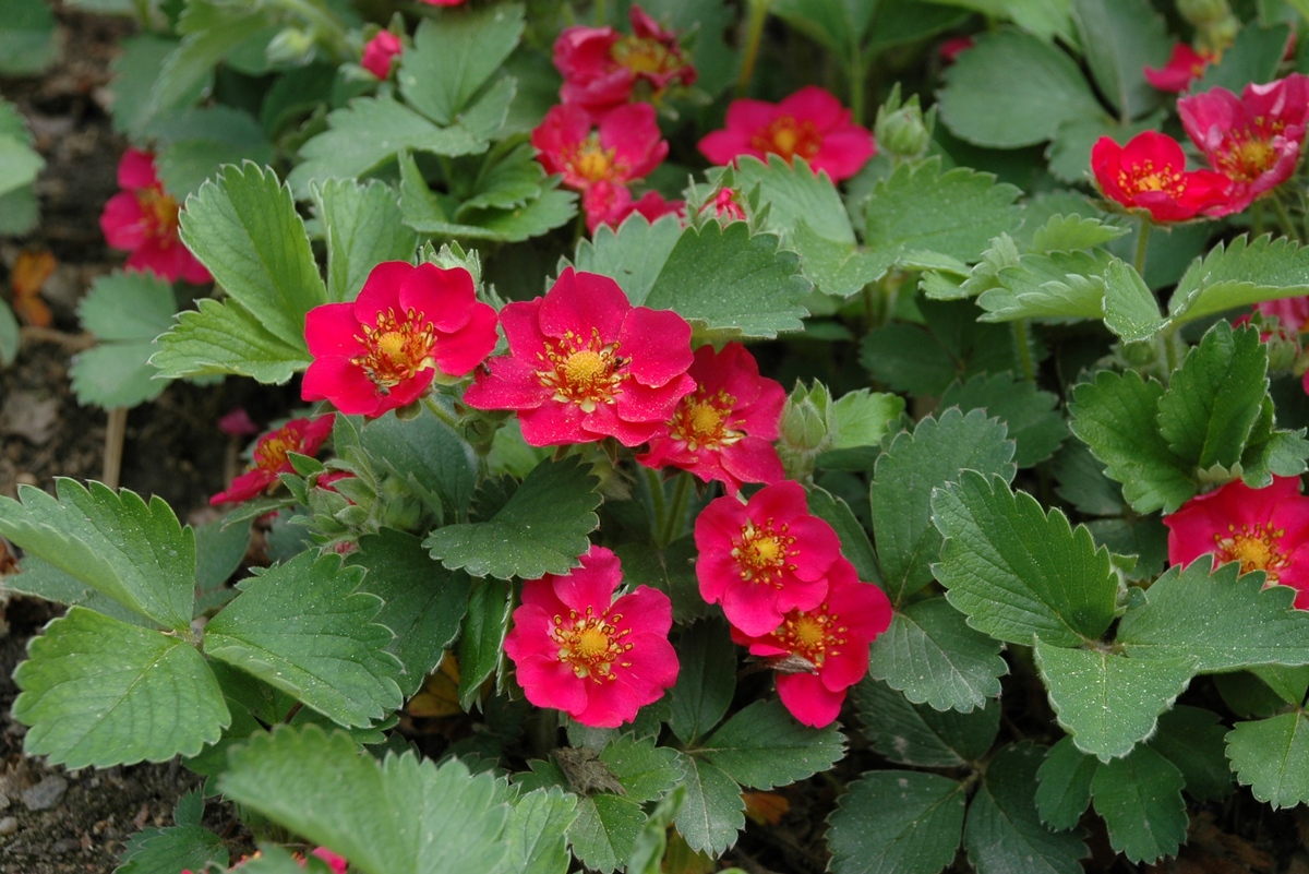 Image of Fragaria &times; ananassa specimen.