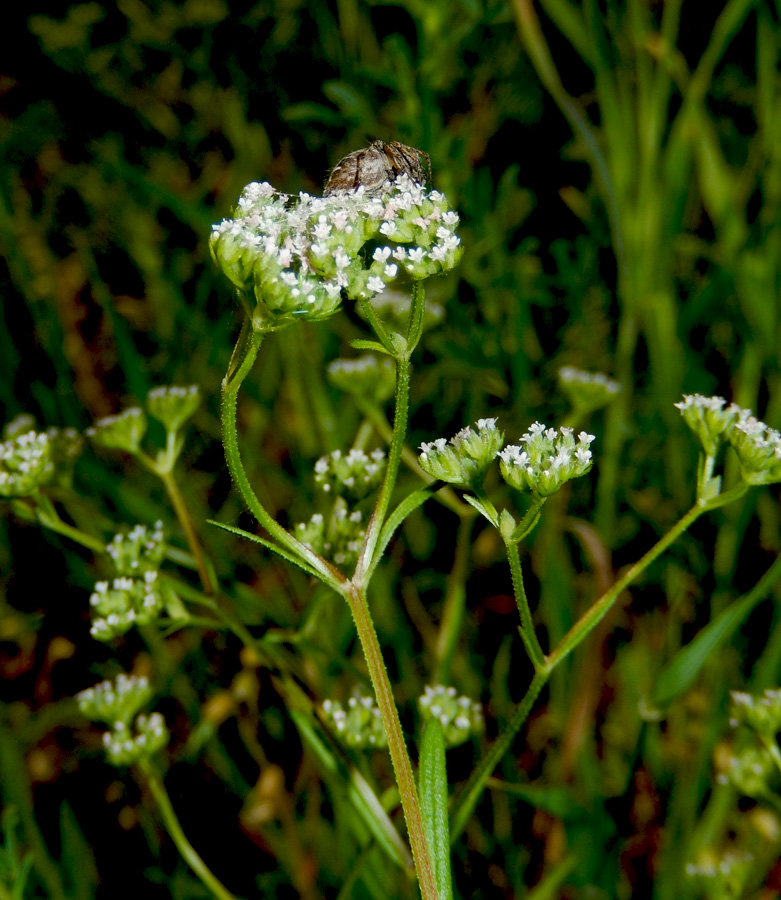 Изображение особи Valerianella dentata.