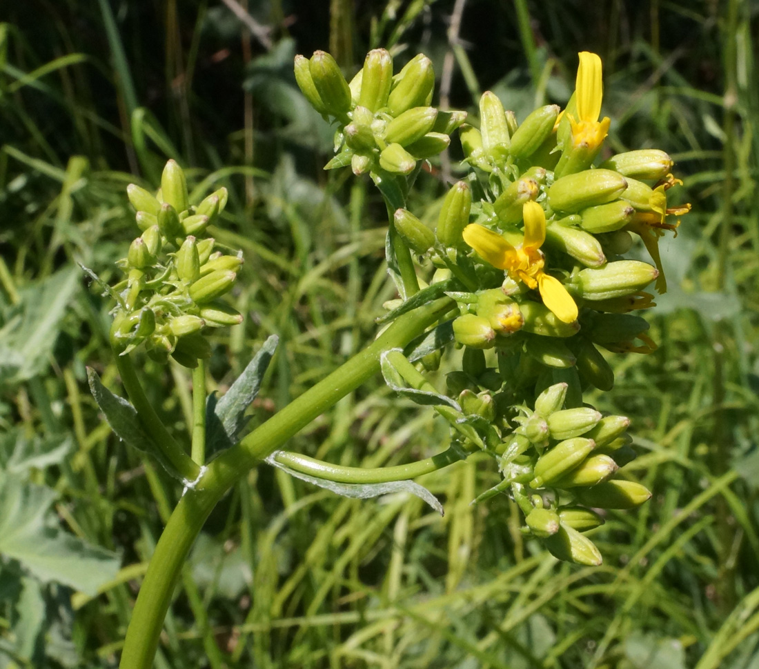 Изображение особи Ligularia songarica.