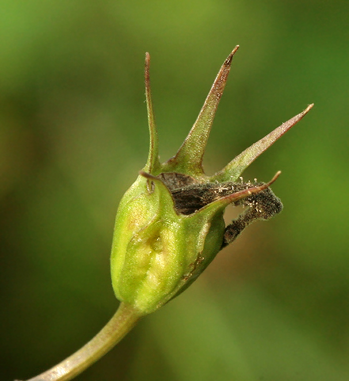 Изображение особи Campanula patula.