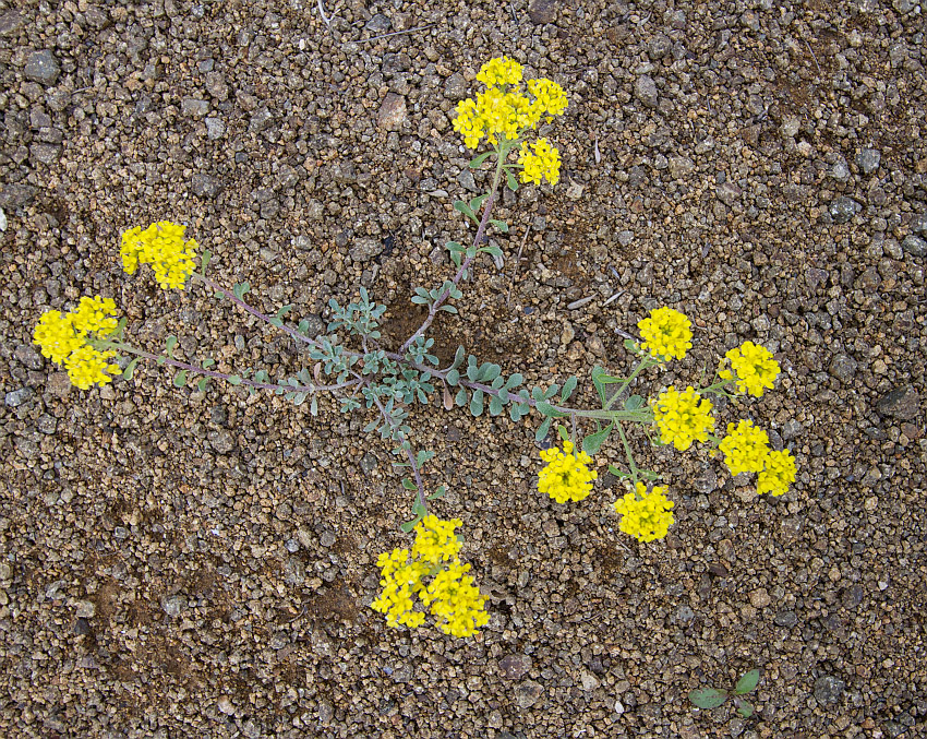 Image of Odontarrhena obovata specimen.