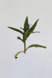 Lycopsis orientalis. Верхушка побега с соцветием. Пригород Кишинёва. 16.08.2009.