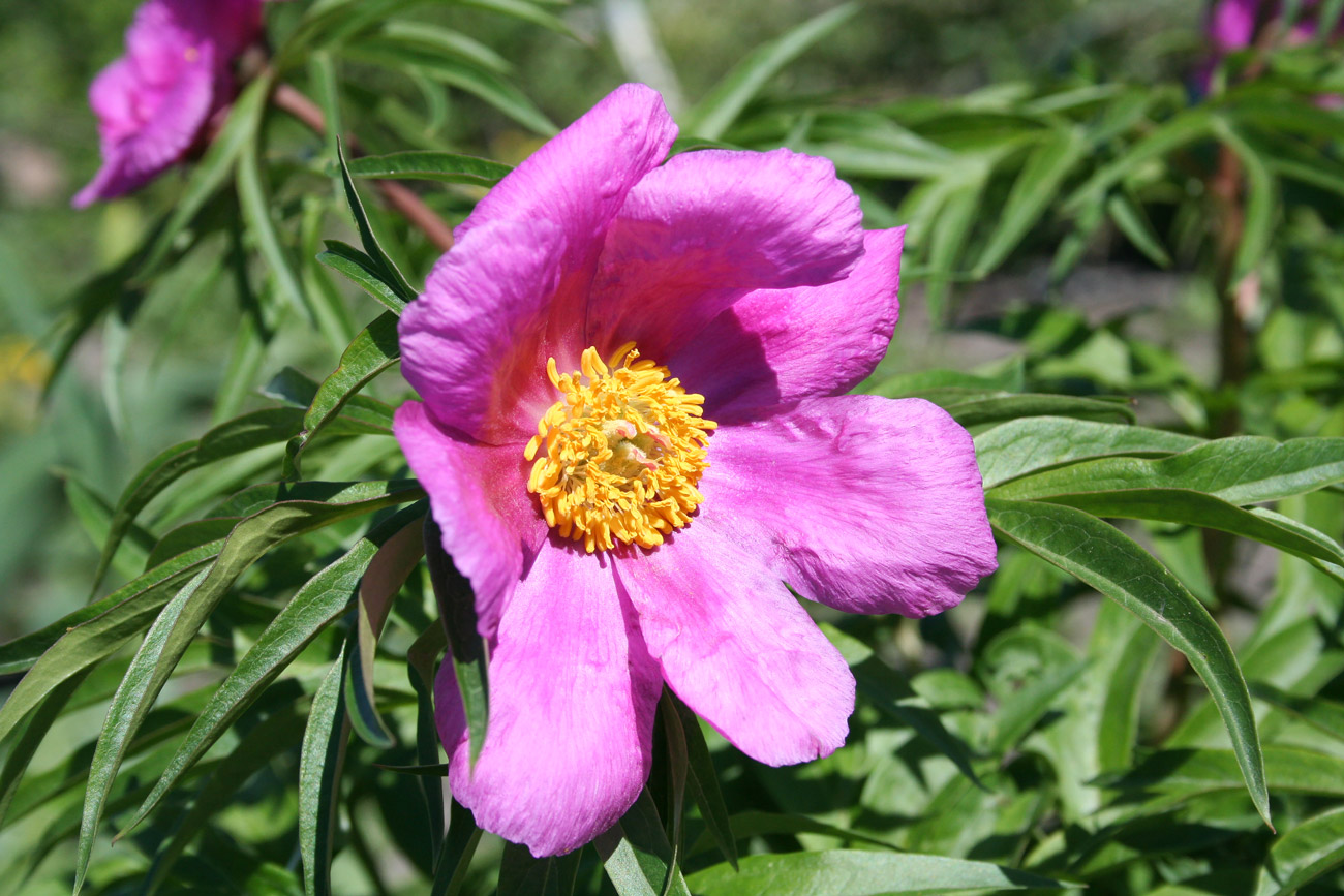 Изображение особи Paeonia anomala.