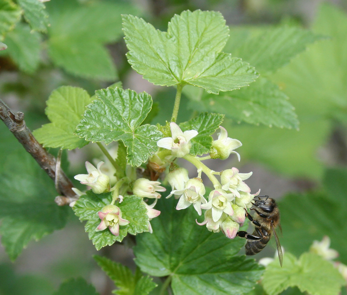 Image of Ribes nigrum specimen.