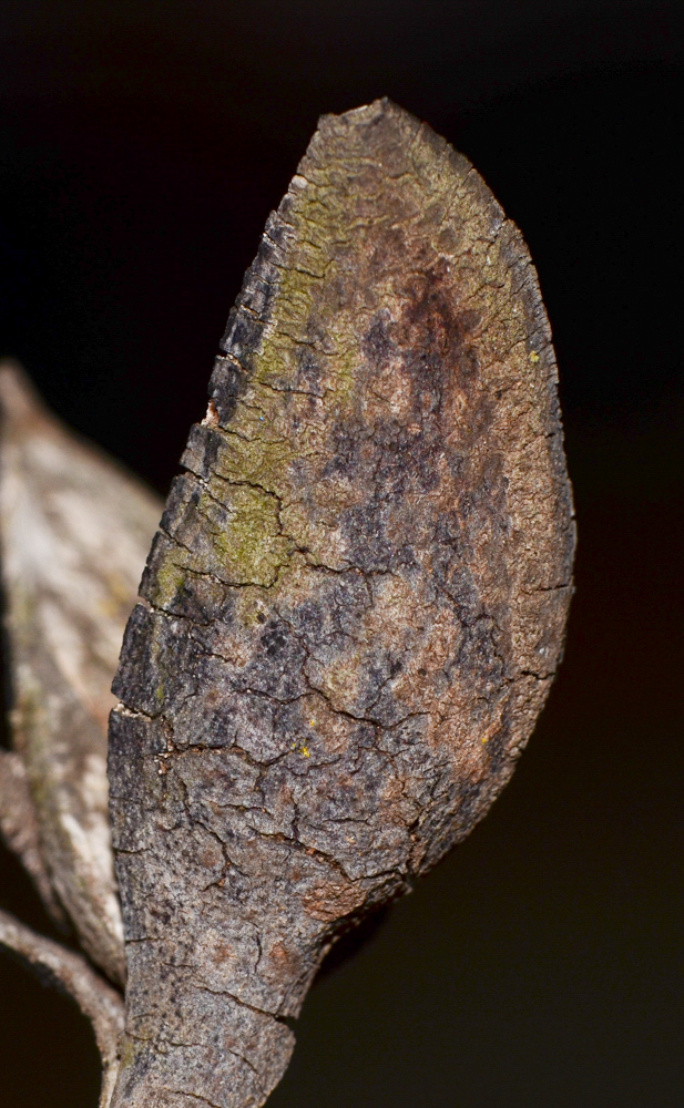 Изображение особи Hakea chordophylla.