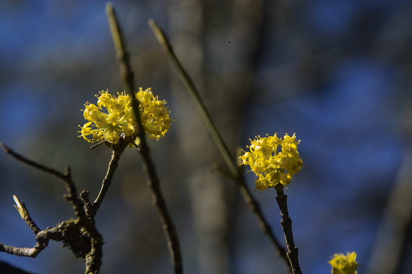 Изображение особи Cornus mas.