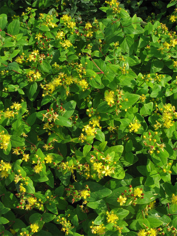 Изображение особи Hypericum androsaemum.