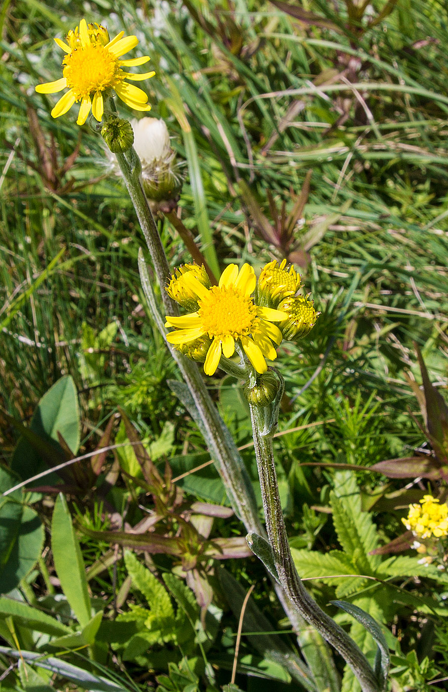 Image of Tephroseris jailicola specimen.