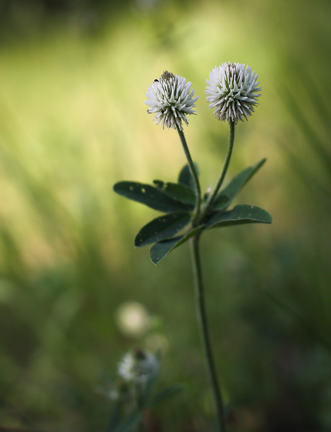 Image of Trifolium montanum specimen.