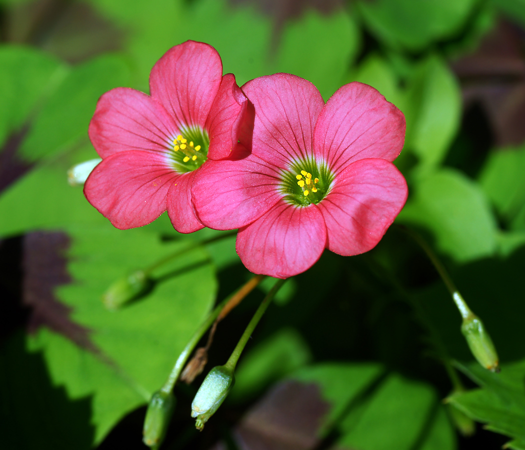 Изображение особи Oxalis tetraphylla.