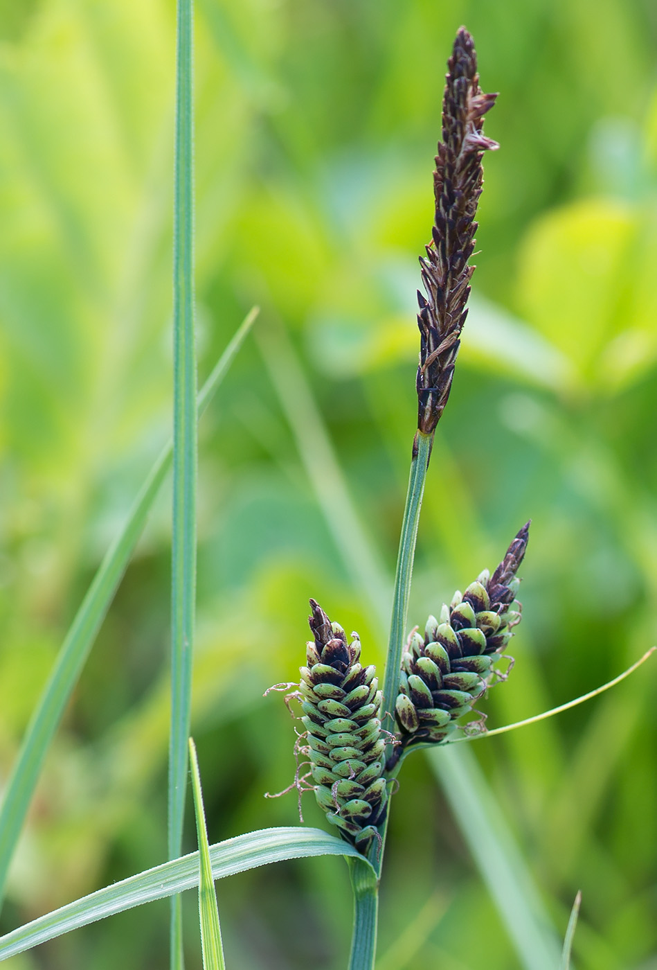 Image of Carex nigra specimen.