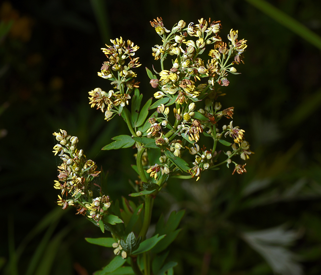 Изображение особи Thalictrum simplex.