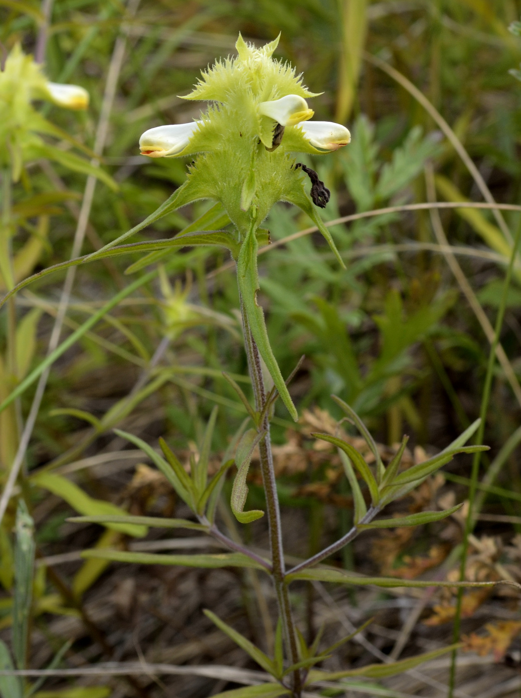 Image of Melampyrum cristatum specimen.